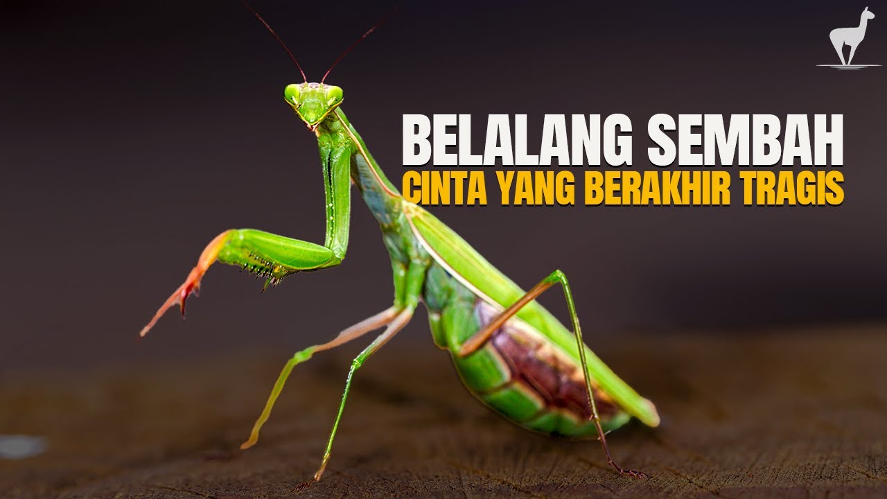 Belalang Sembah: Kisah Cinta Serangga Paling Tragis