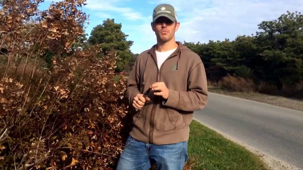 How to Prune Hydrangea Paniculata Shrubs