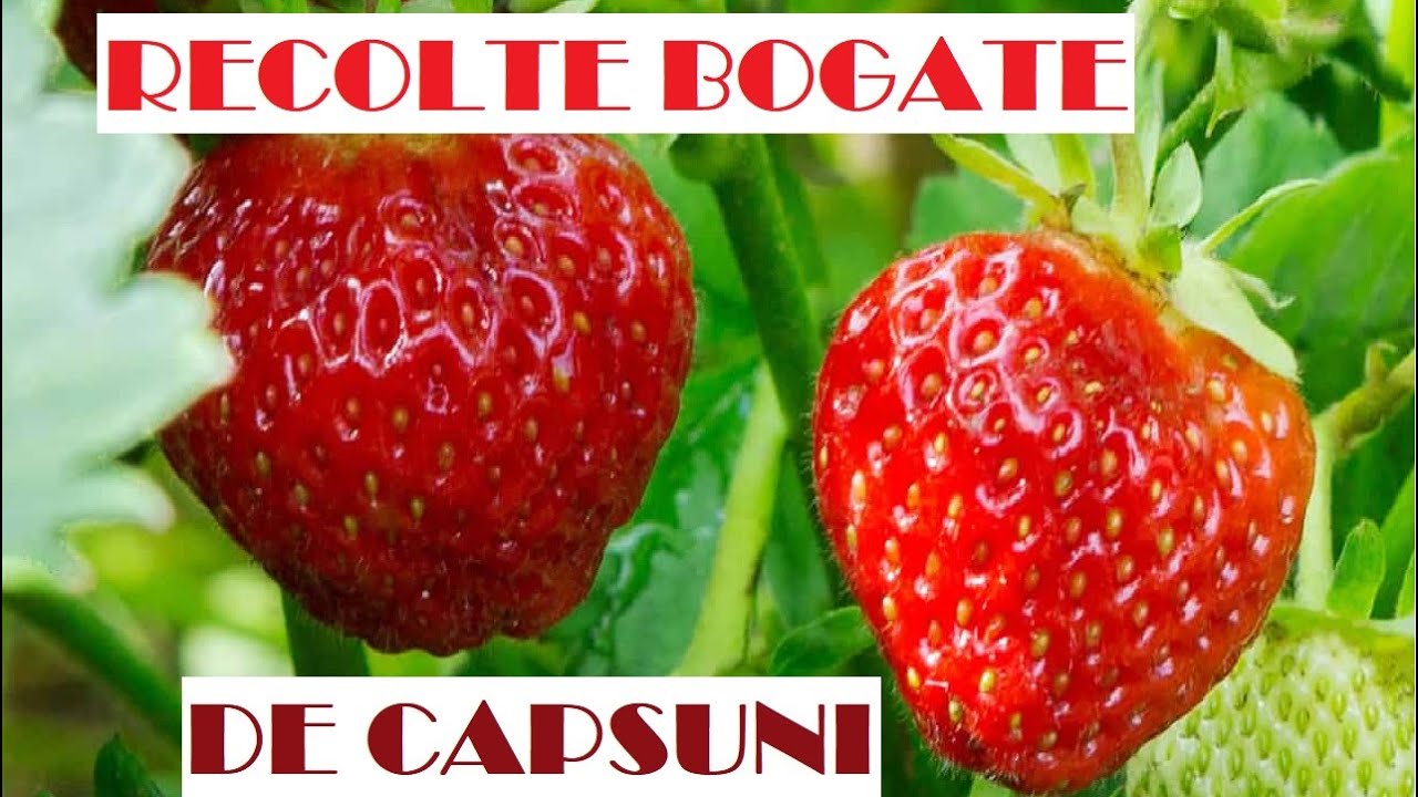 Câteva sfaturi simple pentru MEGA RECOLTE de CĂPȘUNI!  🍓🍓🍓