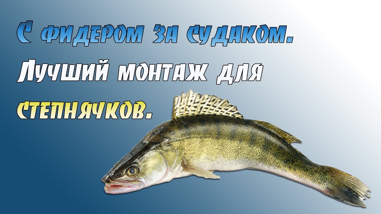 С фидером за судаком. Лучший живцовый монтаж на судака  для ставропольских степнячков.