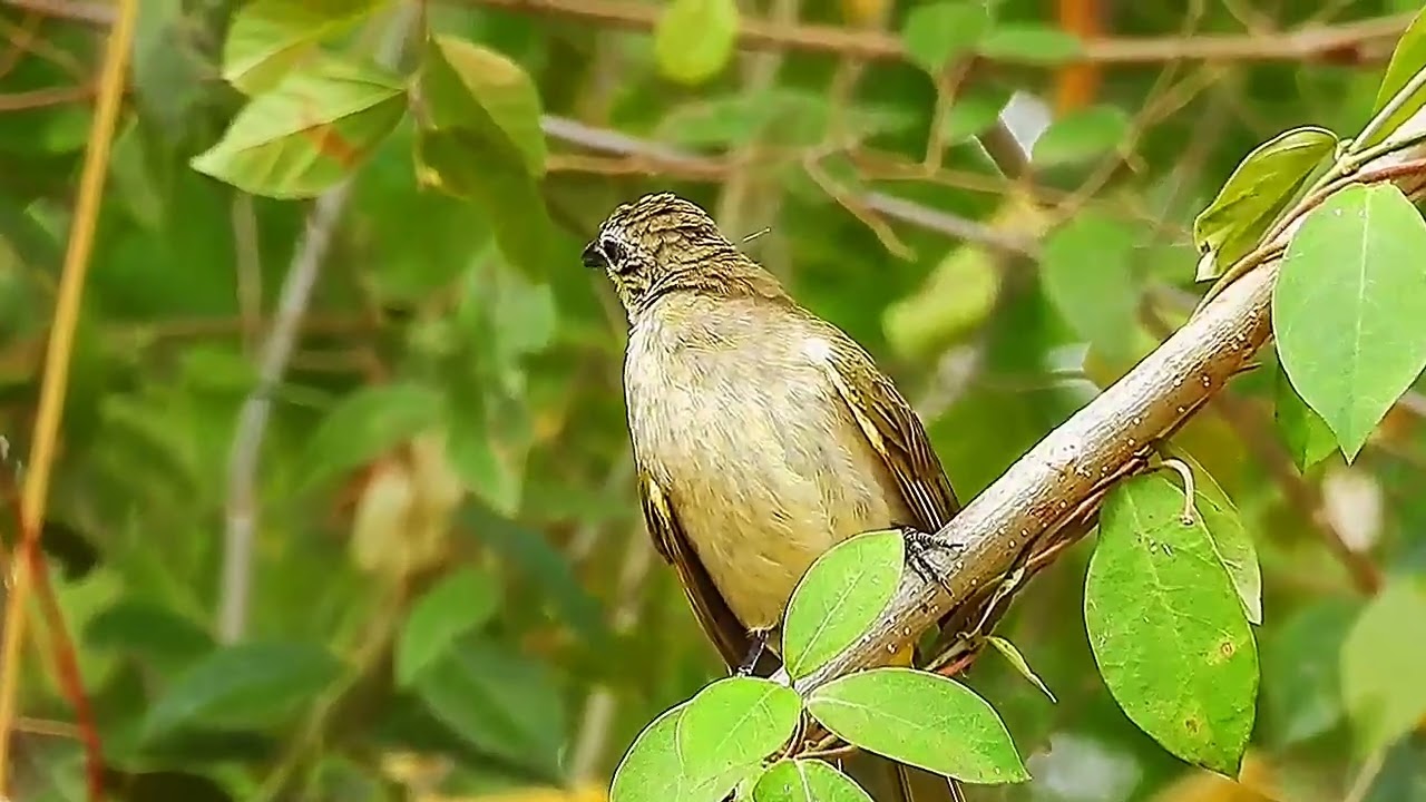 MASTERAN CAMPURAN & PIKAT BURUNG BURUNG LIAR