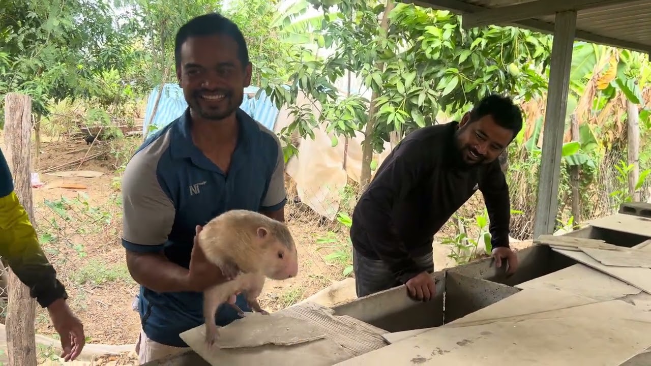 មកមើលកន្លែងចឹញ្ចឹមកណ្តុរ