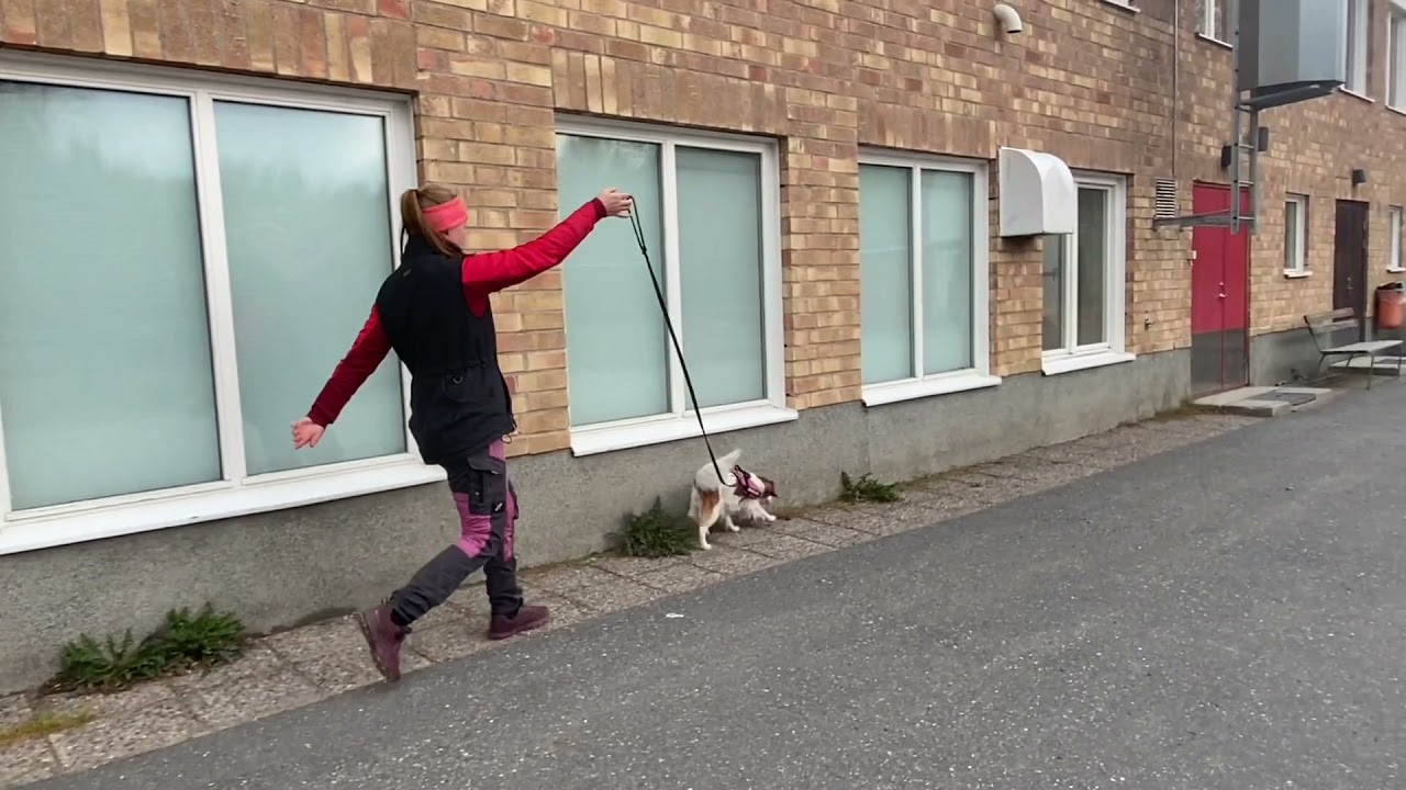 Ett Nose Work pass med många tips
