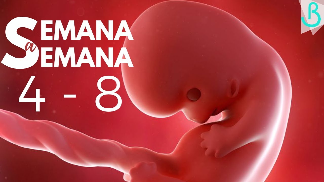 🤰🏻📆SEMANAS 4 - 8 DE EMBARAZO | 2 MESES | SEMANA A SEMANA || Baby Suite by Pau