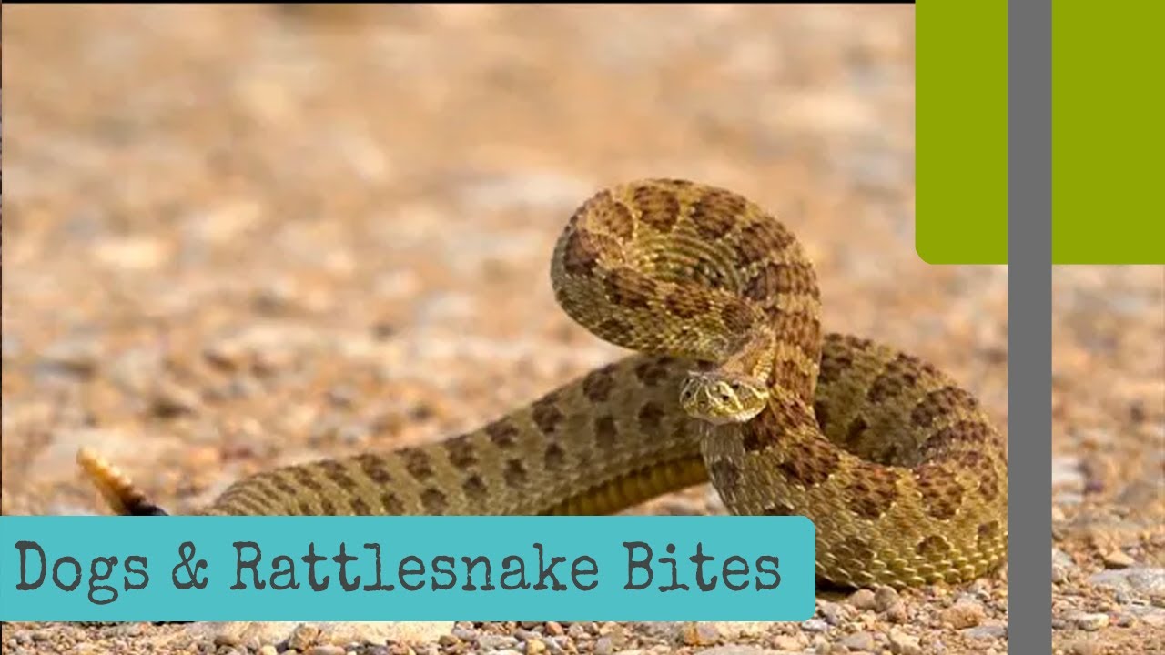 Dogs & Rattlesnake Bites