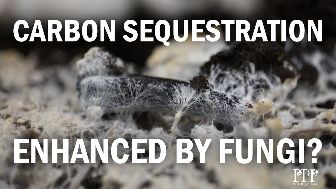 Can arbuscular mycorrhizal fungi speed up carbon sequestration by enhanced weathering?