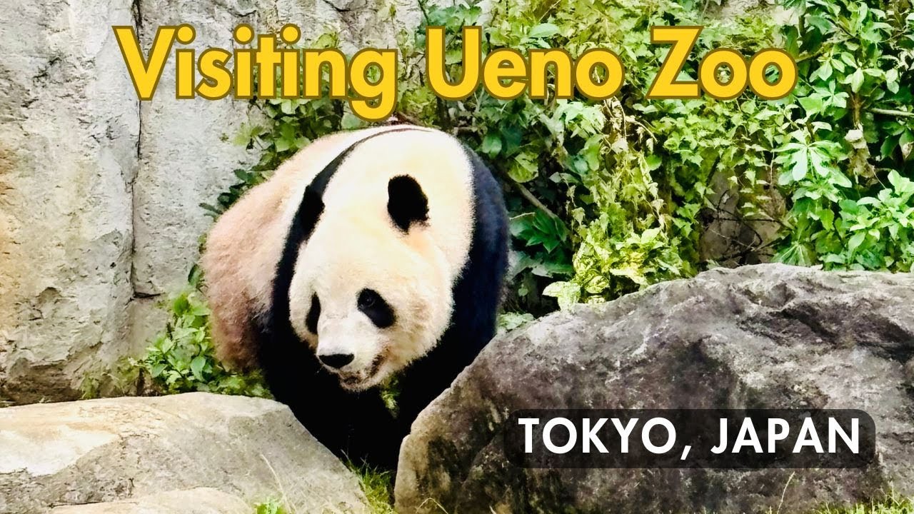 🇯🇵 Walking Tour: Ueno Zoo, Tokyo | 4K Japan Zoo Walk & Relaxing Nature Sounds