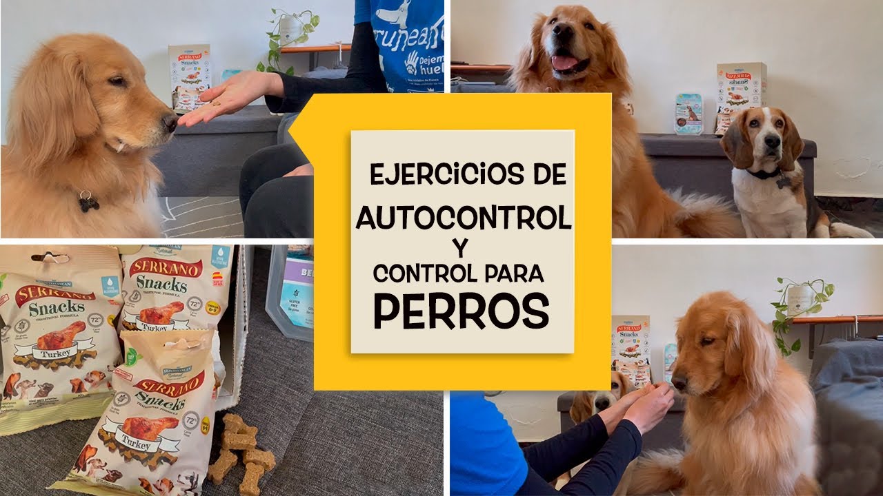Ejercicios de autocontrol y control para perros