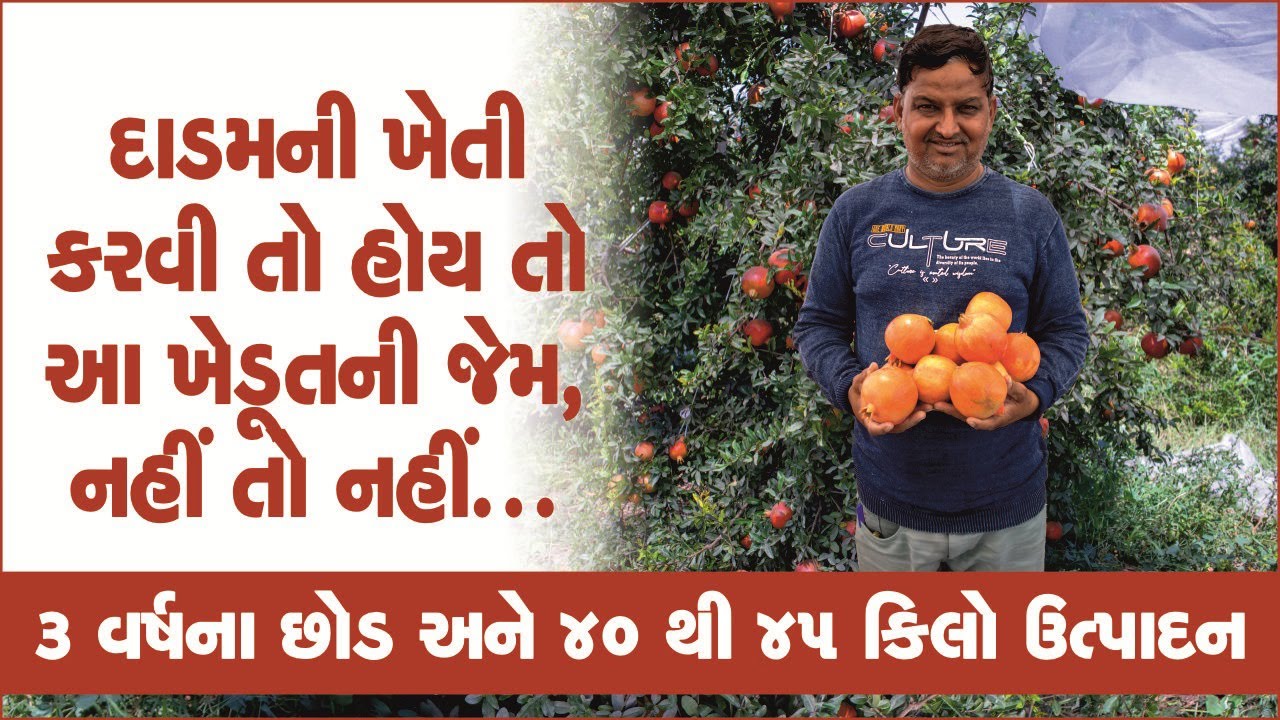 Pomegranate farming : દાડમની ખેતી કરવી તો આ ખેડૂતની જેેમ,  3 વર્ષના છોડમાં 45 કિલોનો ઉતારો