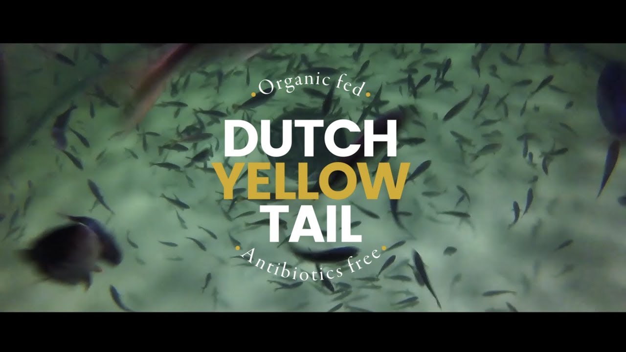 The Dutch Yellowtail has landed - Kingfish Zeeland