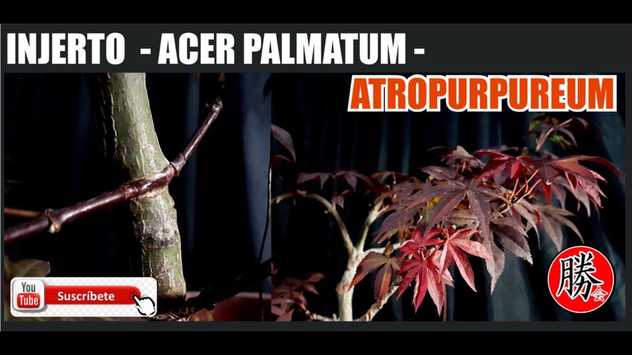 COMO HACER UN INJERTO - ACER PALMATUM - ATROPURPUREUM - DESPUES DE 3 MESES!!!!FUTURO BONSAI..