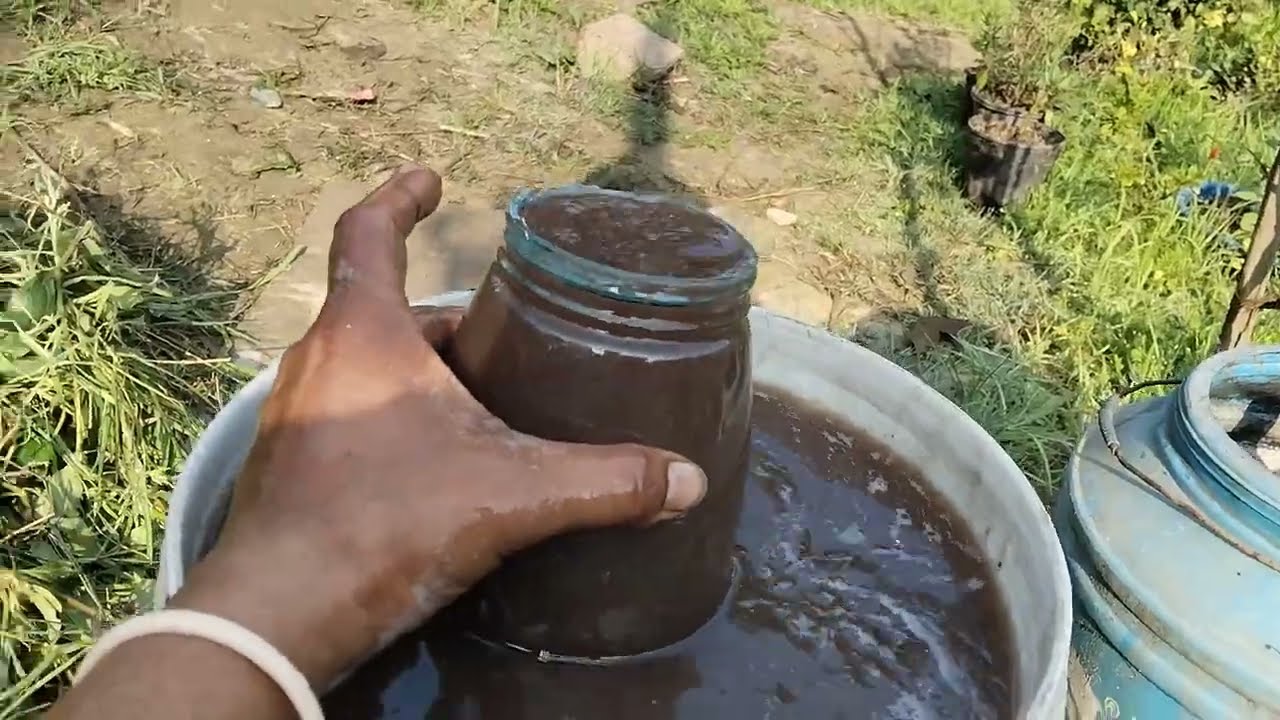 इस घरेलू खाद से फूलों से भरा रहेगा आपका पौधा फूलों का साइज होगा डबल #liquid 