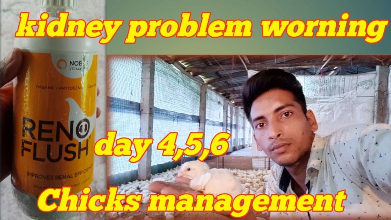 Broiler chicks management, day 4, day 5, day 6, Rainy season