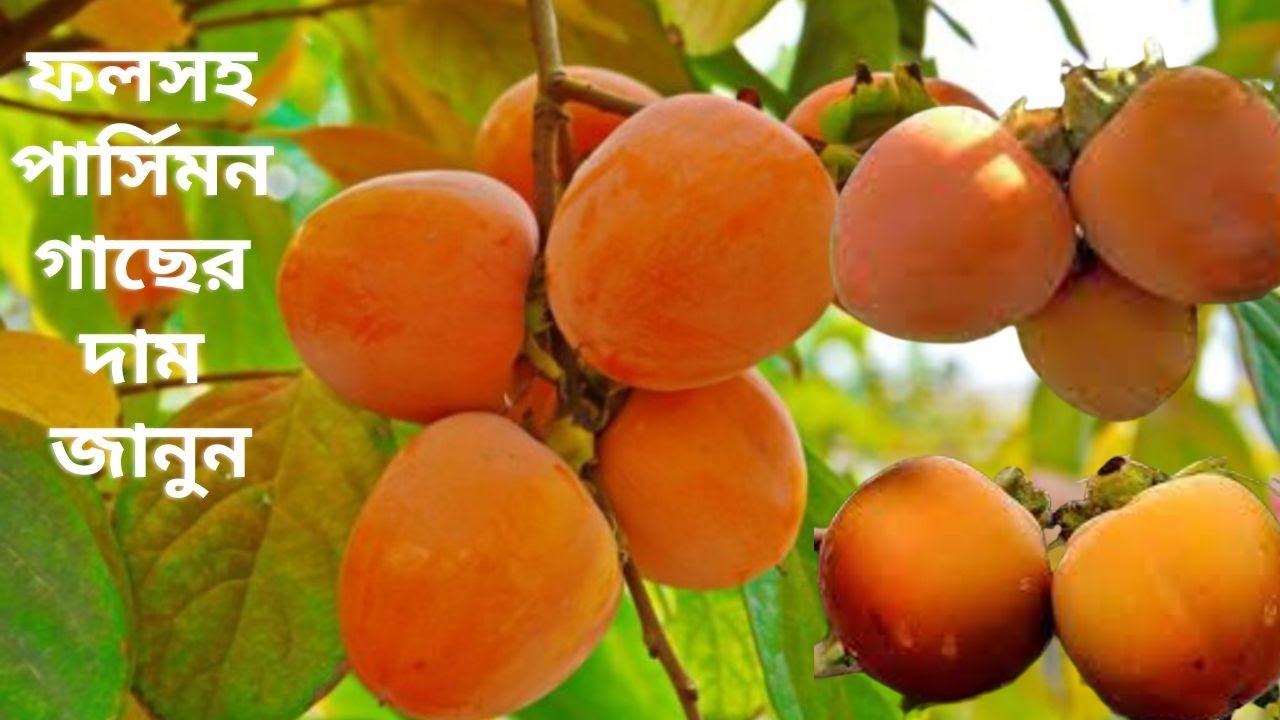 যেভাবে চাষ হচ্ছে জাপানের সুস্বাদু ফল পার্সিমন ।। Japanese Persimmon Fruit in Bangladesh