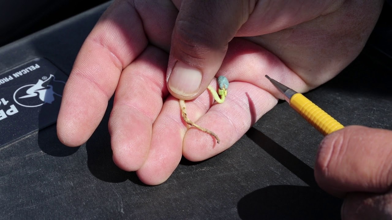 Cotton Development and Insect Pest Scouting on the High Plains of Texas