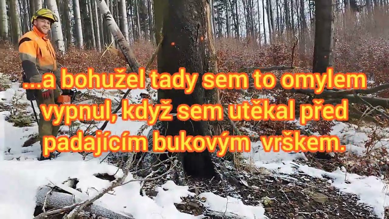 Kácení buků s Kubů a 🎻462, 537-2023,