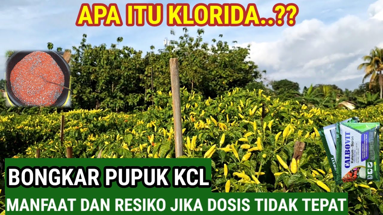 BONGKAR RAHASIA ..!! PUPUK KCL  UNTUK TANAMAN CABE ,DAN BERESIKO JIKA SALAH DOSIS