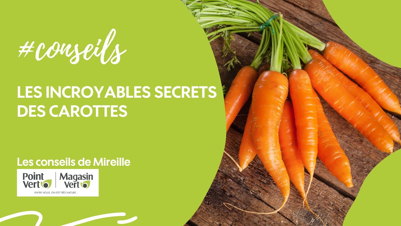 Les incroyables secrets des carottes