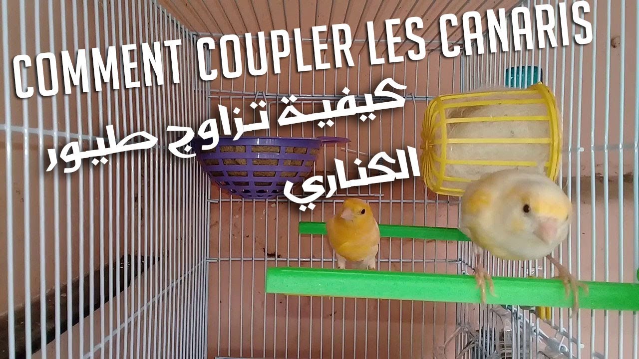 Comment Coupler les Canaris |  كيفية تزاوج طيور الكناري