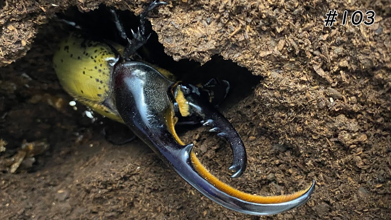Hercules beetle breeding method【カブPのヘラクレスオオカブト飼育日記】
