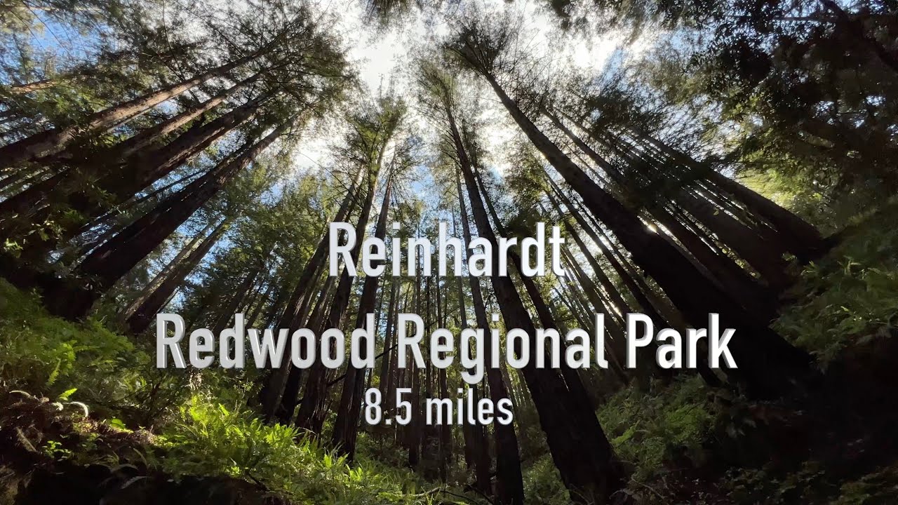 An Oakland walk in the Redwoods: Reinhardt Redwood Regional Park