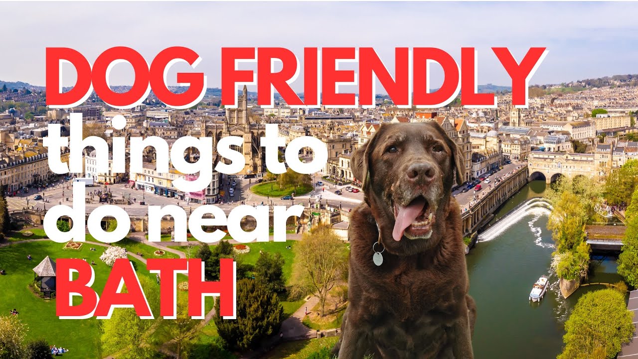 3 Dog Friendly Things To Do in Bath, UK