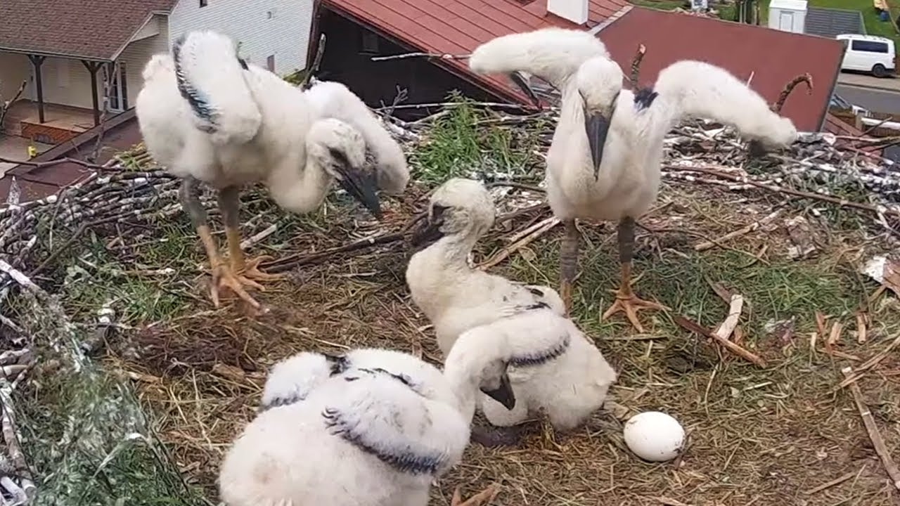 Čápi Mladé Buky | Už zvládneme i pár krůčků | We can take a few steps now