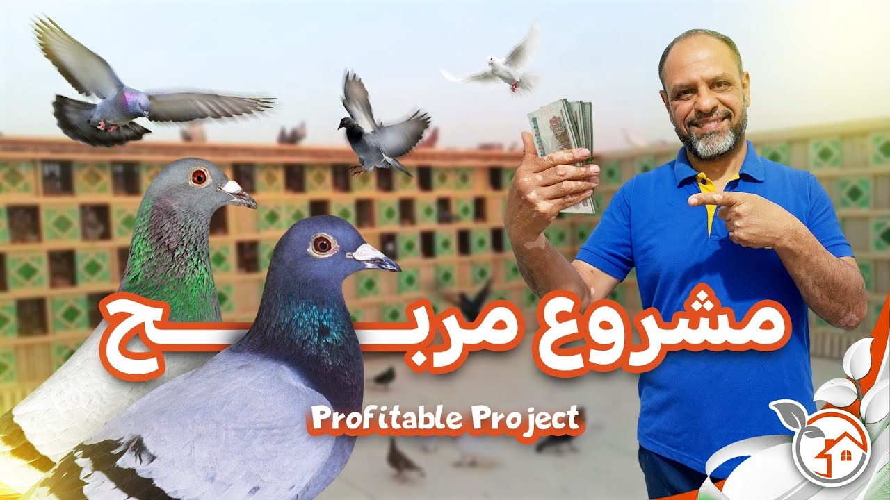 كل المعلومات لتبدأ بتربيه الحمام للمنزل او مشروع