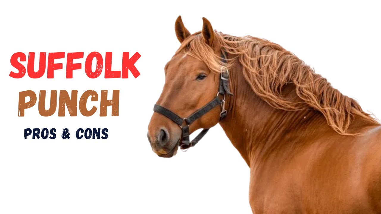 Suffolk Punch Horse Pros and Cons -  Suffolk Punch Advantages and Disadvantages