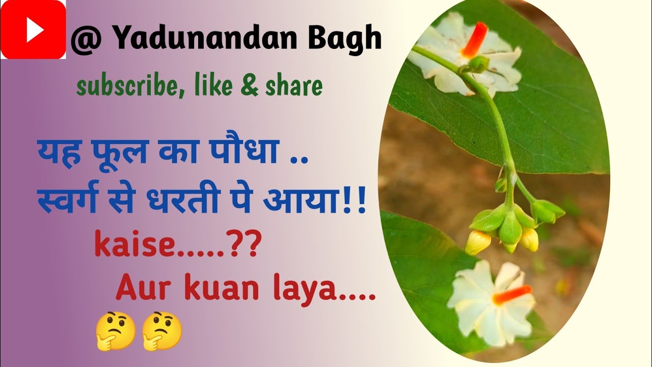 Ye phool ka paudha Swarg se Dharti pe aaya.... kaise... kaun laya #harsingar #yadunandanbagh 