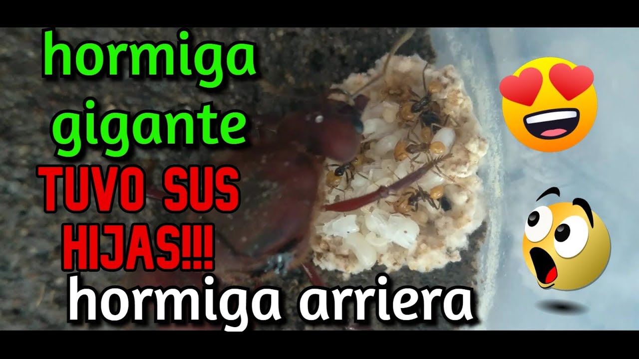 Nueva Colonia de Atta u hormigas arrieras