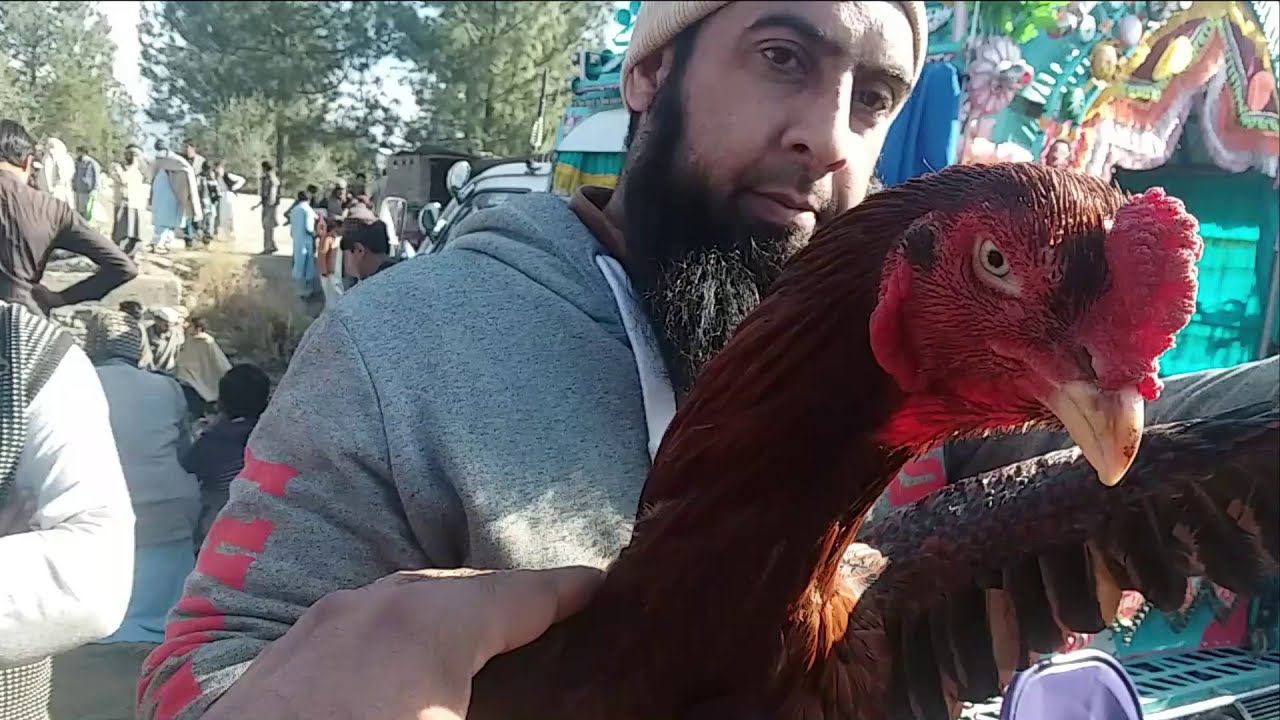 kpk kabutar mandi matta#sambat mela #swat mandi //Noor Ali Vlog//
