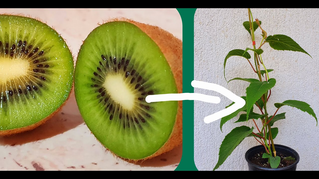 Kiwi . Cum plantezi si cresti un kiwi !