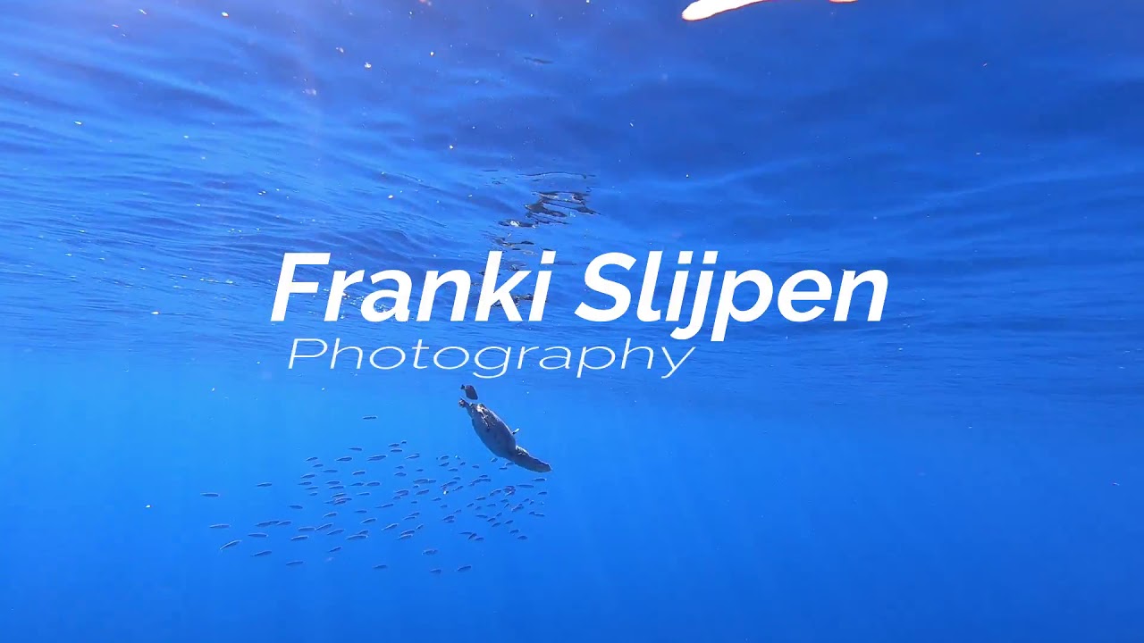 Dolphin Watching in Calheta, Madeira Island