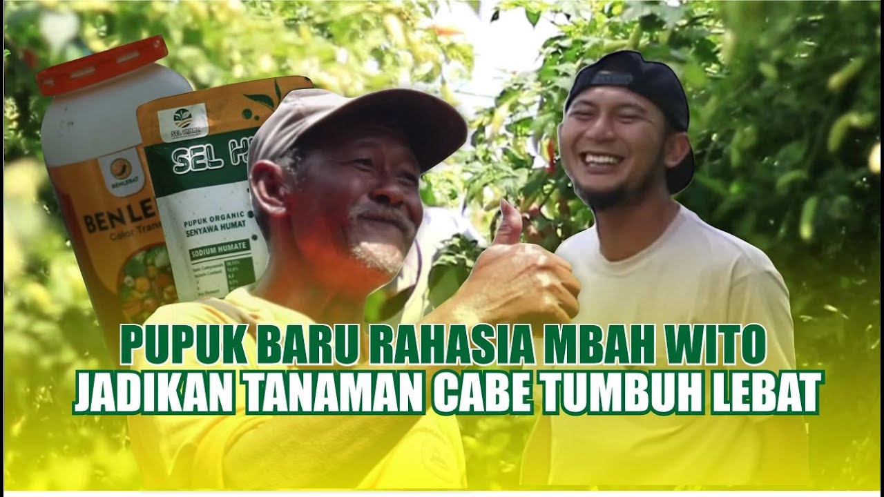 RAHASIA MBAH WITO jadikan tanaman cabe rawit tumbuh lebat