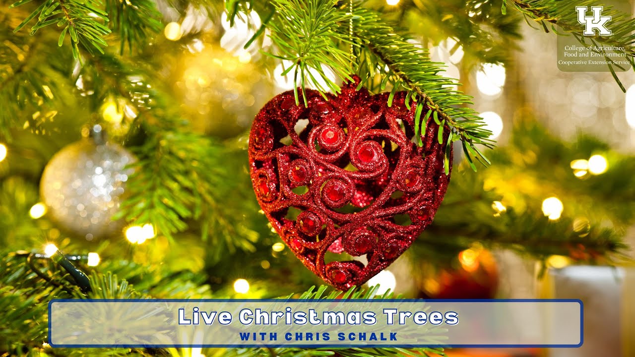 Live Christmas Trees