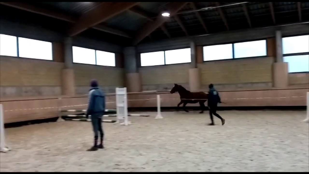 Corazzi (Grand Slam x Eldorado vd Zeshoek) - 2019/11/14 I SPRZEDANY / SOLD