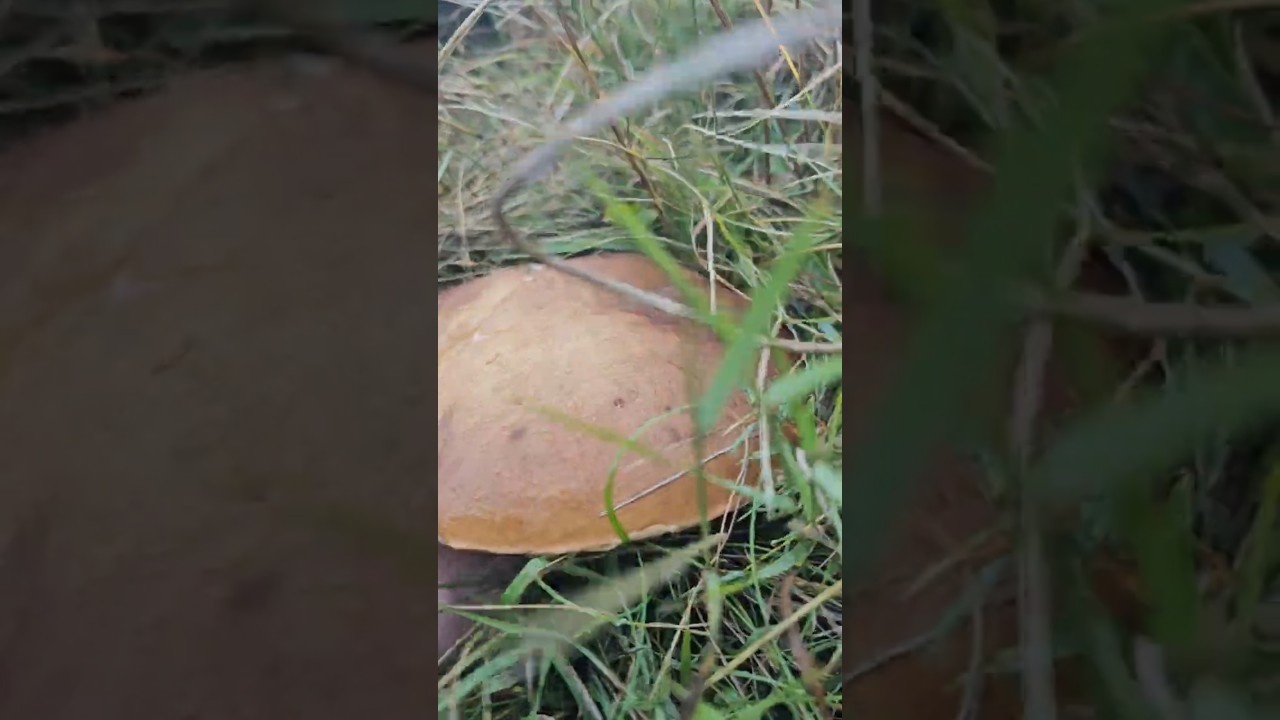 L'ERBETTA MAGICA REGALA PORCINI DA SOGNO!!!