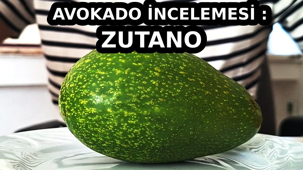 Avokado Çeşit İncelemesi: Zutano (Parlak) - Ekim Ayında Yenecek Avokado