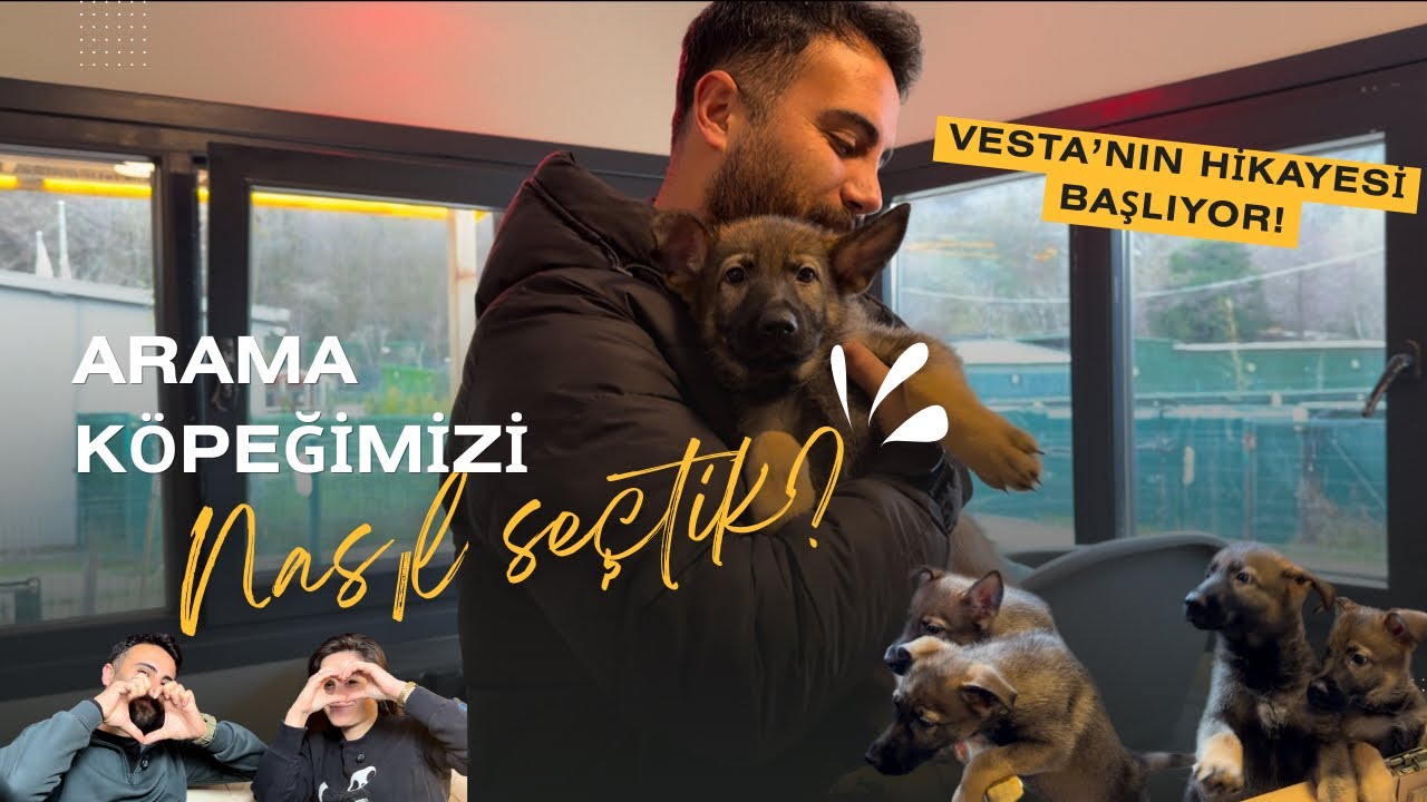 Arama Köpeğimizi Nasıl Seçtik? Vesta’nın Hikayesi Başlıyor!