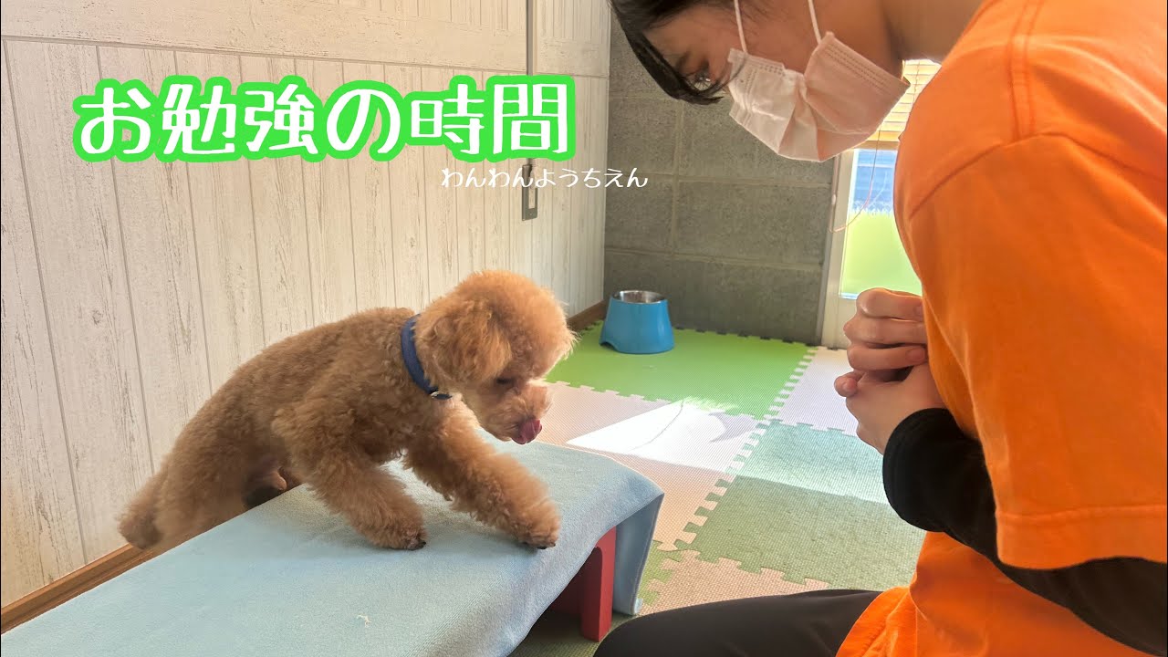 【犬の幼稚園】おもちゃを出したり片づけたり…