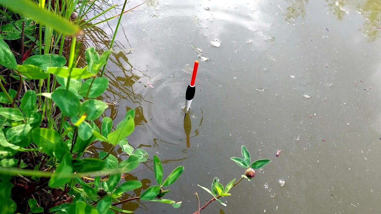 Pescuit la PLUTĂ in Balta din Grădină la Viermi si Râme - Am prins 70 pești in câteva ore 🎣