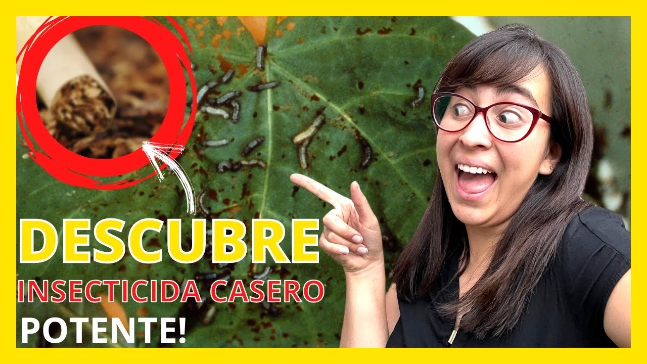 🌺 INSECTICIDA CASERO de TABACO para tus Plantas 🚬 [Te ENSEÑO a HACERLO PASO A PASO ✅]