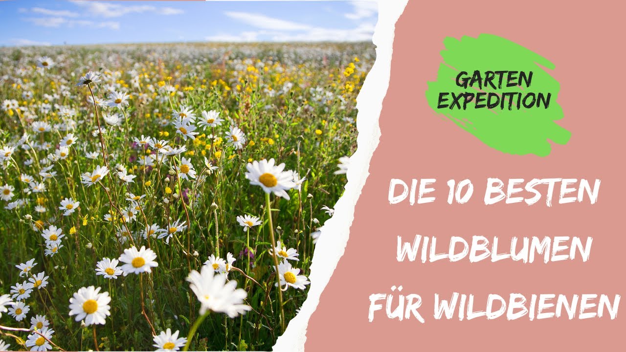 Top 10 heimische Wildblumen f&uuml;r Wildbienen: Ein Paradies f&uuml;r die wilde Bienen in deinem Garten