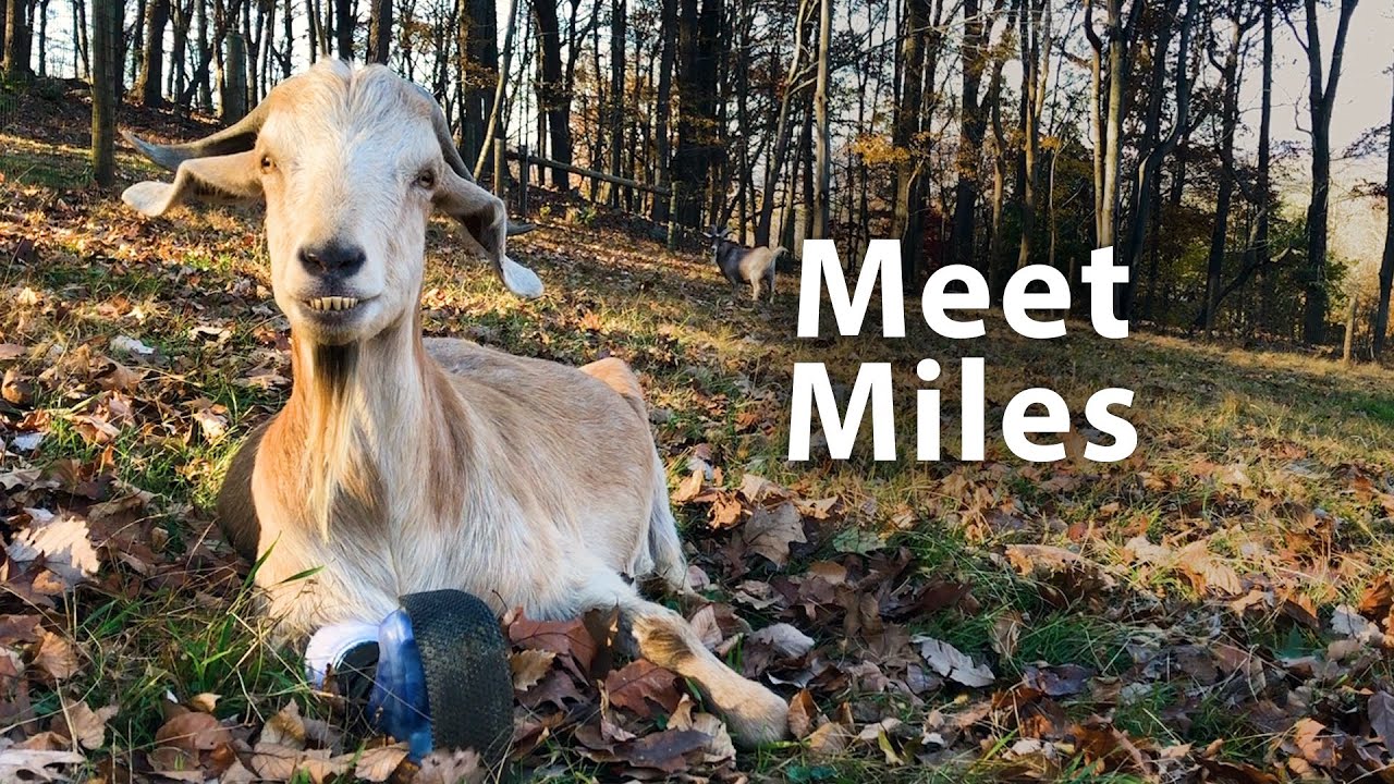 Baby Goat Born With Twisted Legs Grows up to Be the Biggest Goofball