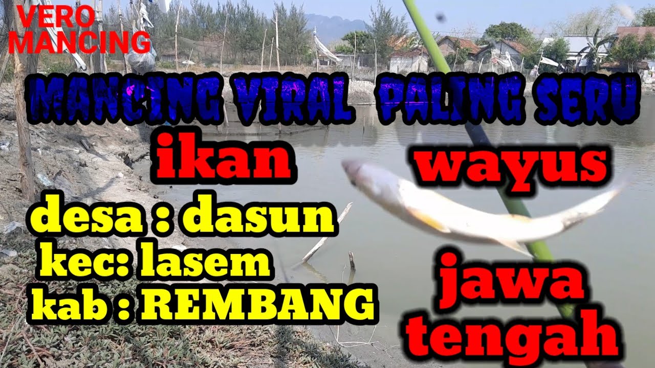 mancing ikan wayus di tambak,ds DASUN,LASEM,REMBANG ( JAWA TENGAH )