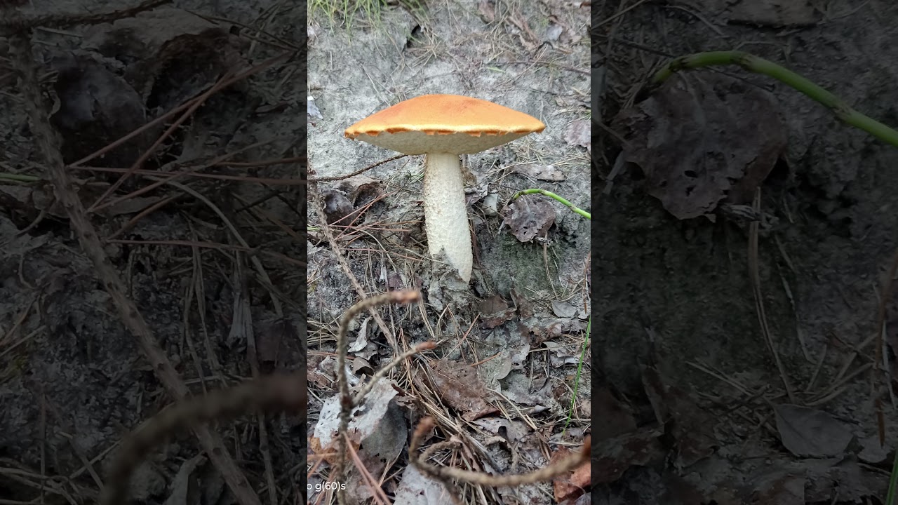 Wysyp Czerwonych Koźlarzy! - Piękne Kozaki #mushrooms #grzybobranie #grzyby #las #kozak   #natural