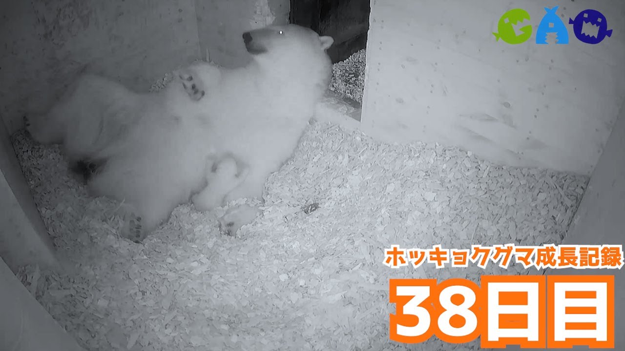 【38日目】ホッキョクグマ成長記録19
