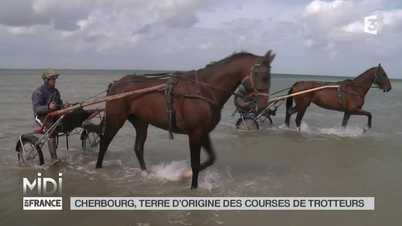 ANIMAUX : La Manche, terre d'excellence pour les trotteurs