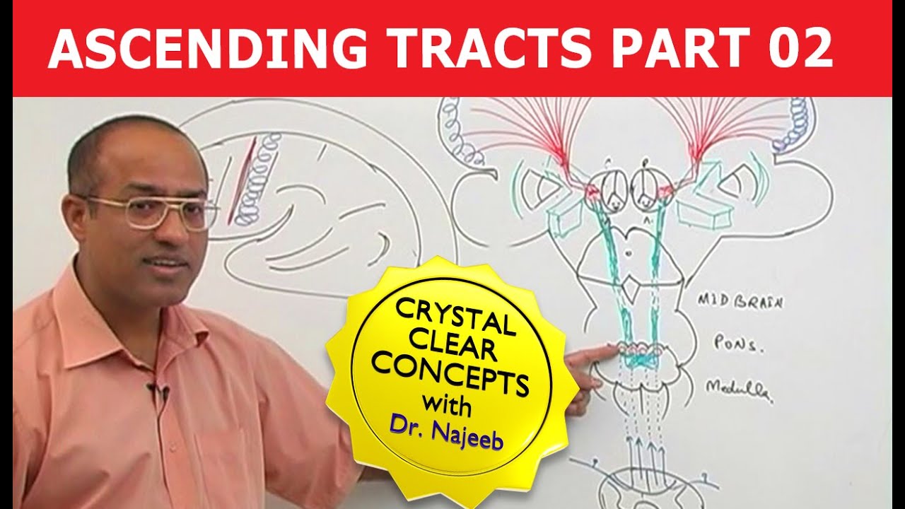 Spinothalamic Tract | Ascending Tracts | Part 2/4